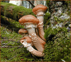 Armillaria Ostoyae Oregon