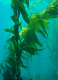 kelp forest