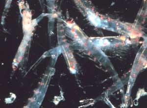 Photo of shrimp krill