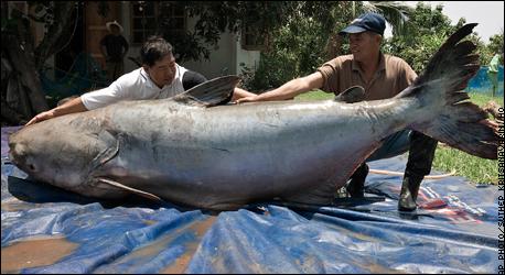 Giant Mekong Catfish