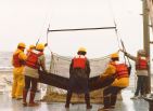 deep sea trawling net