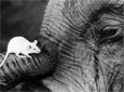 mouse on elephant trunk