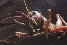 Weta