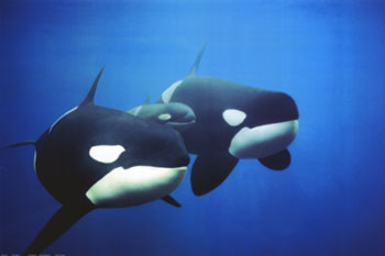 Photos of Killer Whales