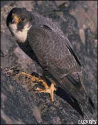 Peregrine Falcon photo
