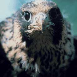 Peregrine Falcon