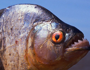 Piranha picture