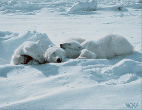 Photo of polar bears