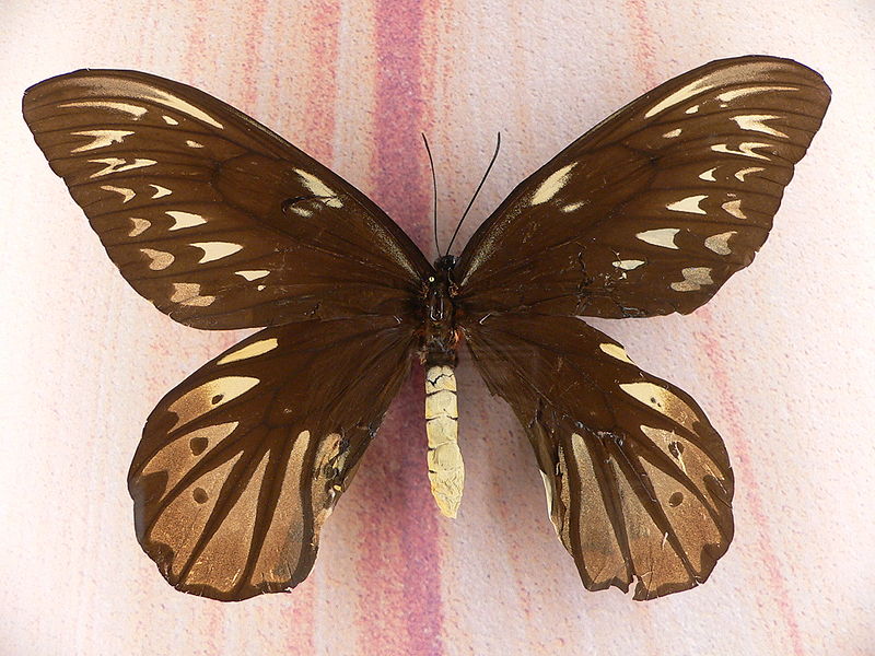 Queen Alexandra Birdwing butterfly
