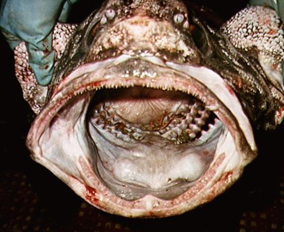 Deep sea fish | Giant grenadier fish