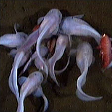 http://www.extremescience.com/images/snailfish.jpg