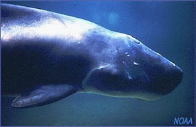 sperm whale photo