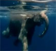 swimming elephant