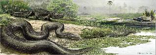 Biggest Snake Giant Anaconda