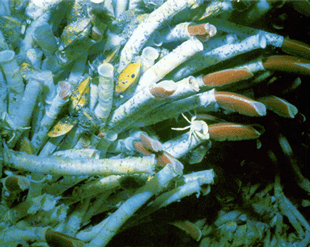 Deep sea giant tube worms