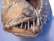 Viperfish