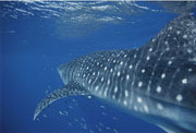 A school of fish and a whale shark off the coast of Western Australia