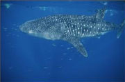A whale shark in the waters off Western Australia