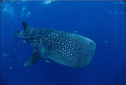 A whale shark in the waters off Western Australia