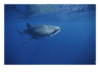 A whale shark in the waters off Western Australia